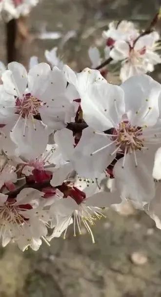 杏花街道天气预报详解