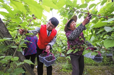 桑果村新项目，乡村振兴的新引擎