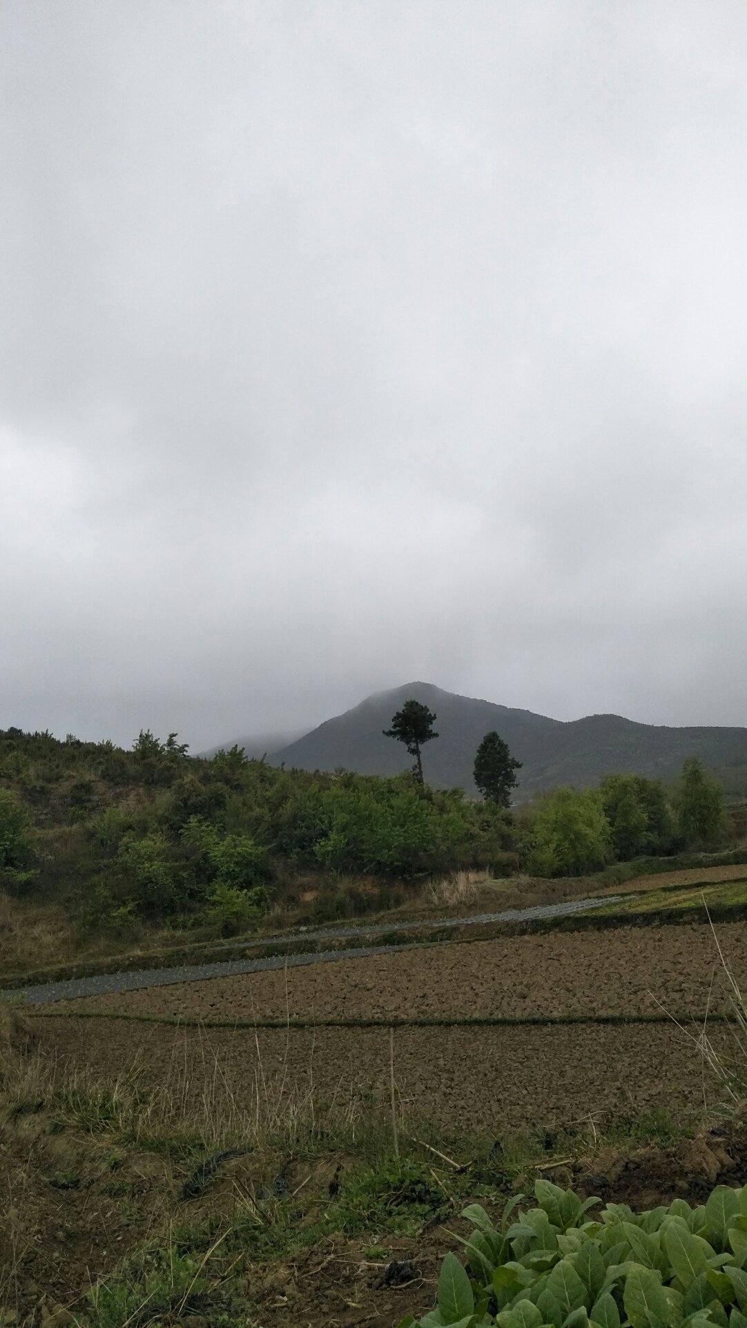 六王镇天气预报更新通知